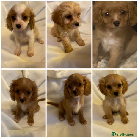 Cavapoo dogs DNA CLEAR & BVA HEART/EYES CERTS CAVAPOO - Advert 7