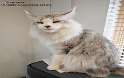 Maine Coon cats for sale: x2 Fluffy Boys from Fluffy Dreams MCO - Image 16