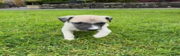 Whippet dogs for sale: Stunning Fawn Whippet Pups  in Winkleigh - Advert 22