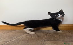 Mixed Breed cats for sale: Kittens for sale  - Image 9