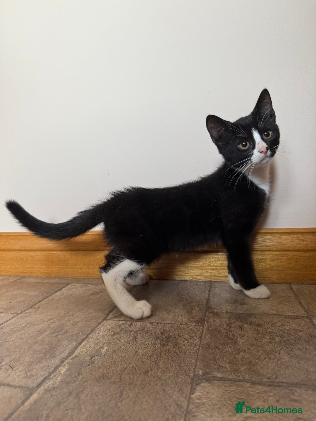 Mixed Breed cats for sale: Kittens for sale  - Image 9