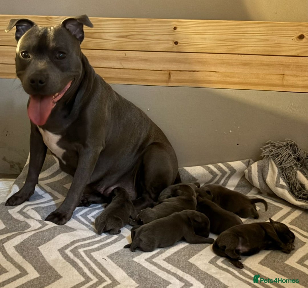 Staffordshire Bull Terrier dogs for sale: 📣PHARON AT BULLSCAFF X WEDNESDAY ADDAMS📣 - Image 12