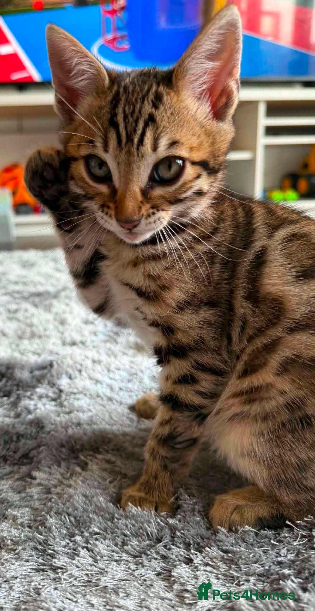 Bengal cats for sale: TICA Rare Snow & Charcoal carrying Bengal kittens! - Advert 8