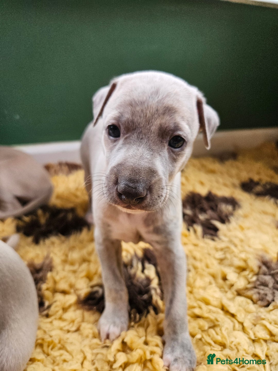 Whippet dogs for sale: ✨🐾 Gorgeous KC Registered Whippet puppies  🐾✨  - Advert 17