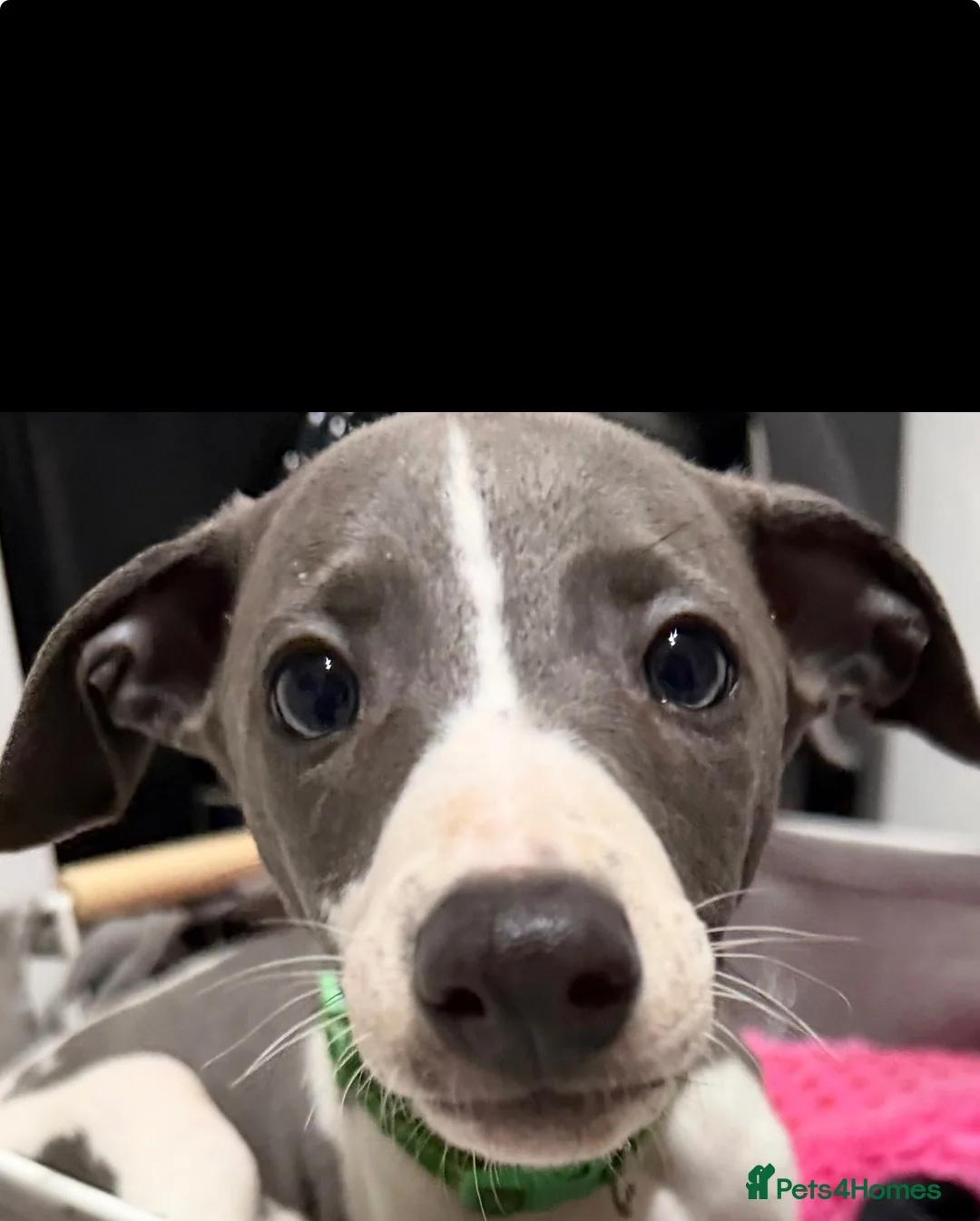 Whippet dogs for sale: ready to leave now, only 3 boys left  - Advert 2