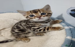 Bengal cats for sale: Pure Bengal kittens - Image 17