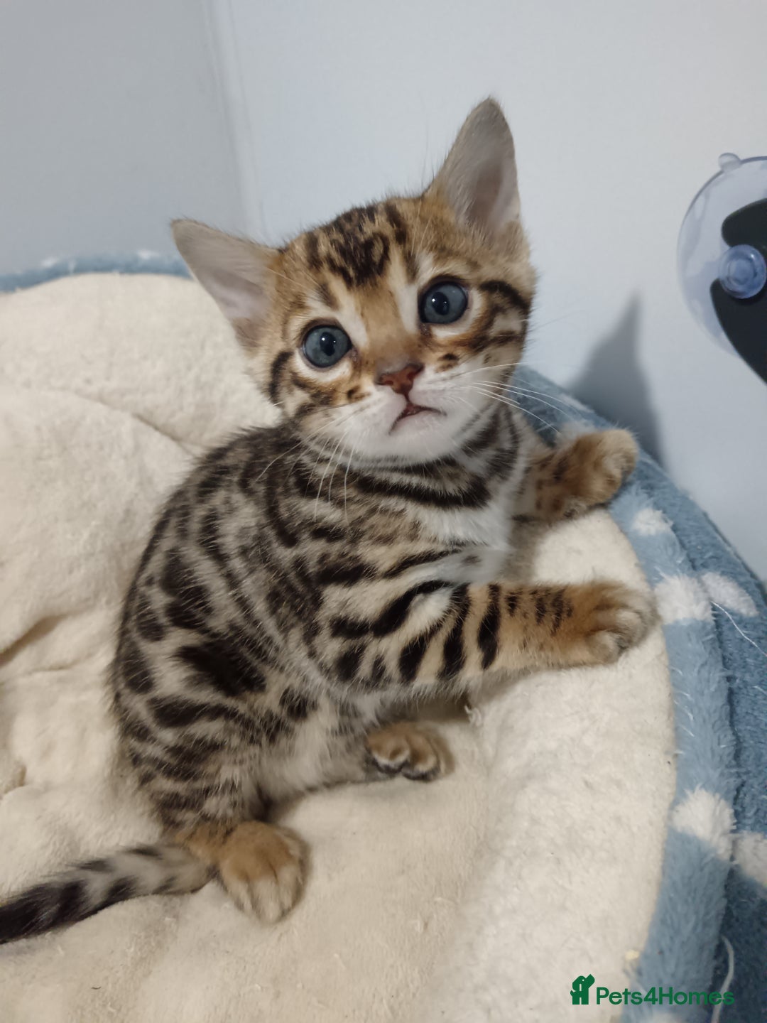 Bengal cats for sale: Pure Bengal kittens - Image 17