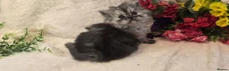 Persian cats for sale: Beautiful Persian babies ready now   - Advert 16