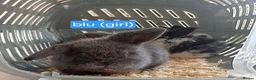 Mini Lop rabbits for sale: 4 adorable babies  - Advert 5