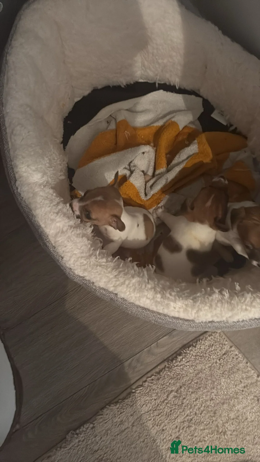 Jack Russell dogs for sale: Hi for sale miniature Jack Russell puppies in Shrewsbury - Advert 4