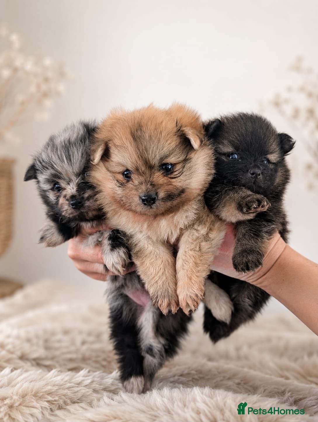 Pomeranian dogs Beautiful Teddy bear Pom puppies - Advert 14
