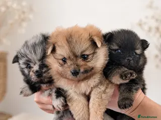 Pomeranian dogs Beautiful Teddy bear Pom puppies - Advert 3