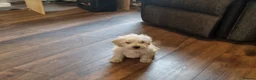 Mixed Breed dogs for sale: Cockerpoo/schnauzer - Advert 19