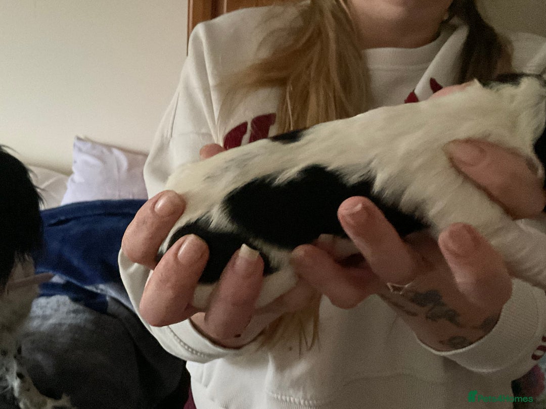 English Springer Spaniel dogs for sale: ESS RKC reg pups - Advert 5