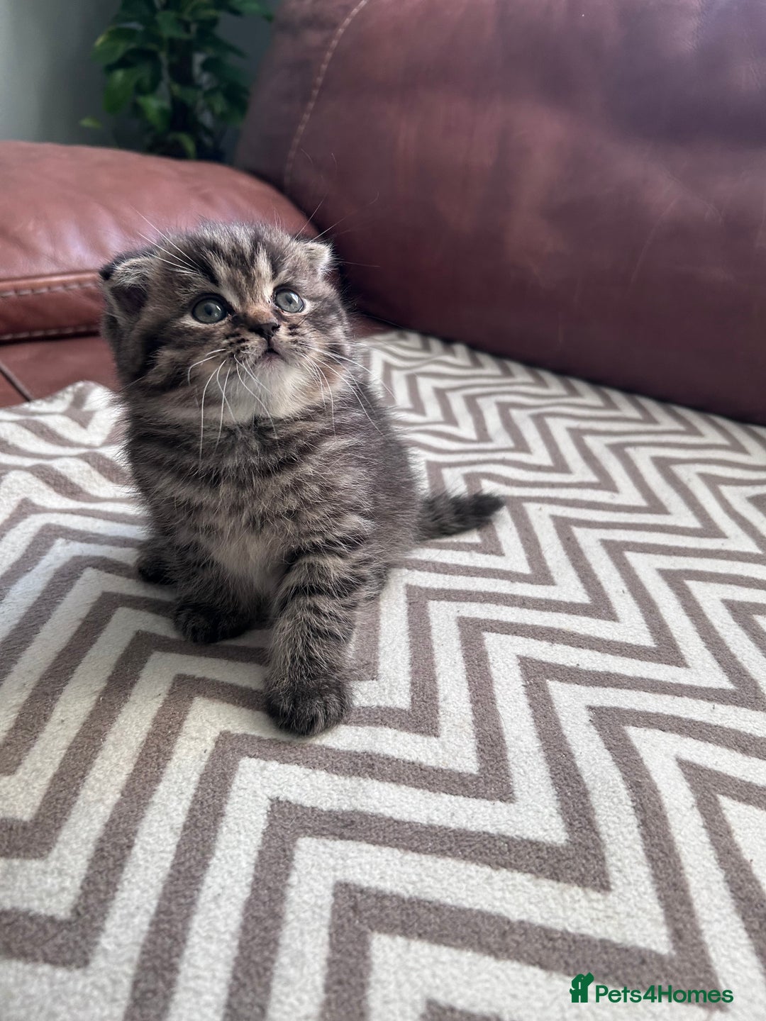 Scottish Fold cats for sale: Little buddies looking for home - Advert 4