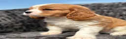 Cavalier King Charles Spaniel dogs for sale: Extensively health tested cavalier puppies  - Advert 9