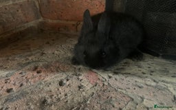 Dwarf Lop rabbits for sale: Dwraf Buinnes for Sale  - Advert 12