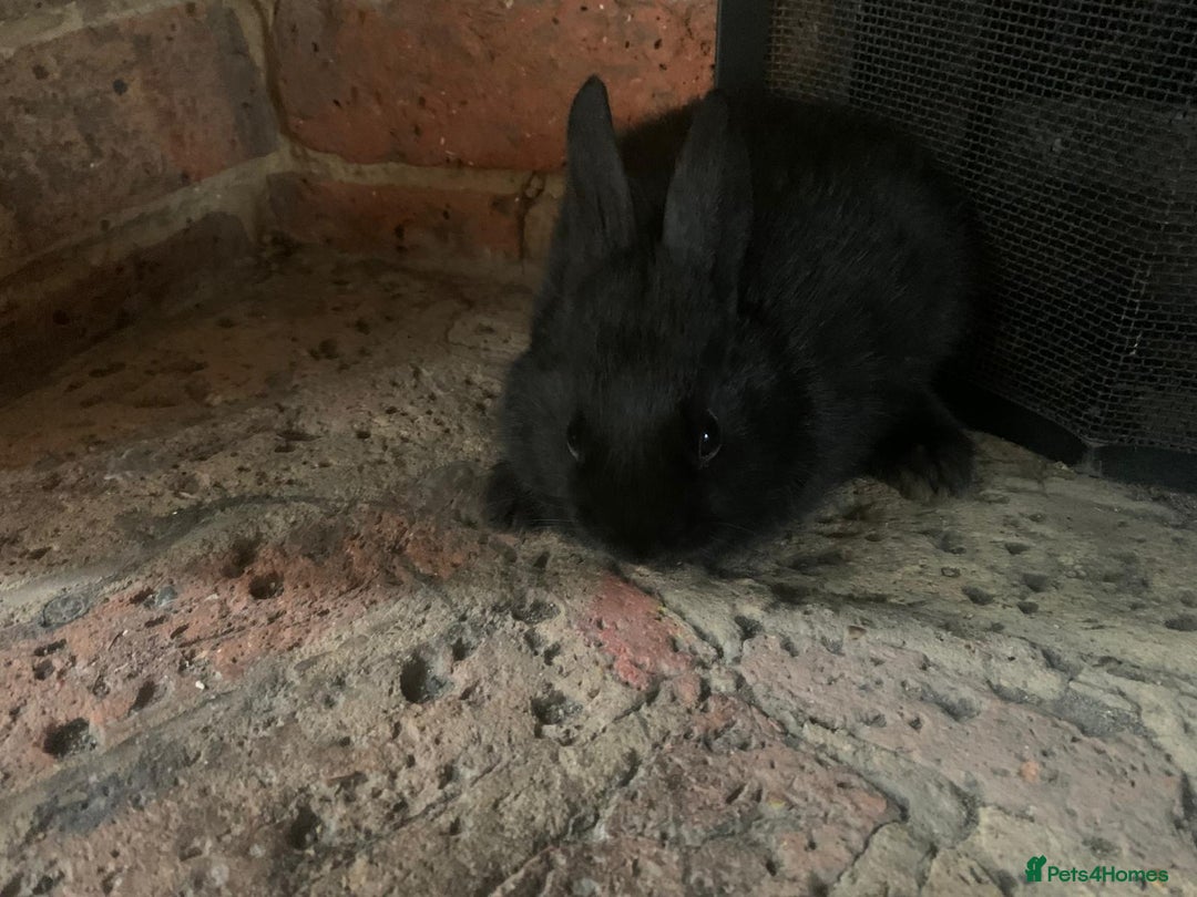Dwarf Lop rabbits for sale: Dwraf Buinnes for Sale  - Advert 12