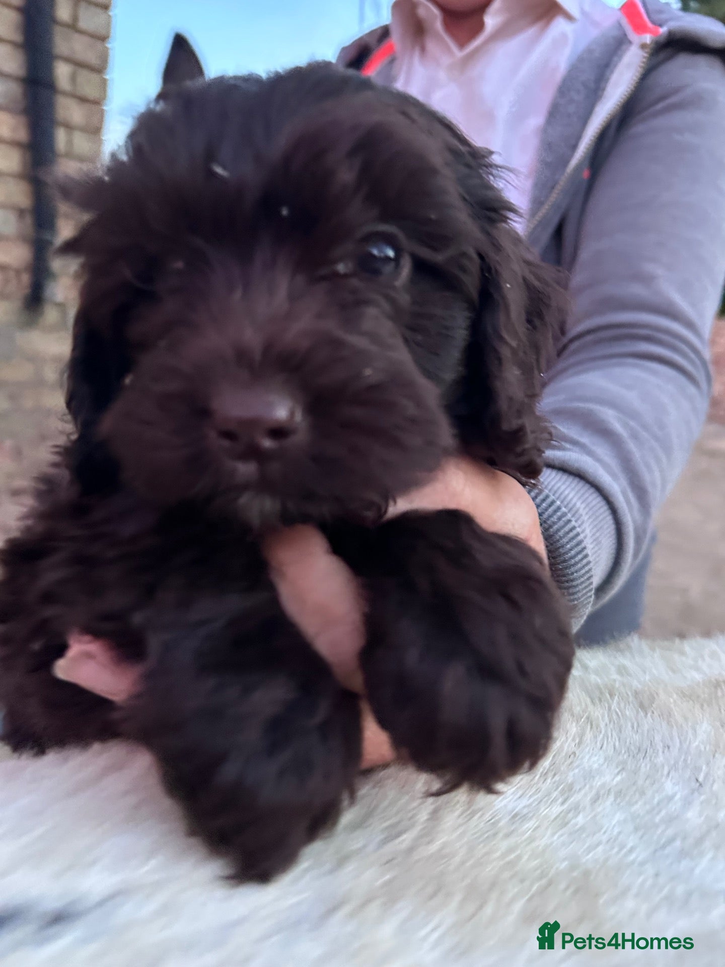 Cockapoo dogs Gorgeous PRA clear F1 Cockapoo puppies READY NOW - Advert 1