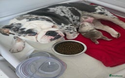 English Bulldog dogs for sale: Beautiful lilac merle female - Advert 8