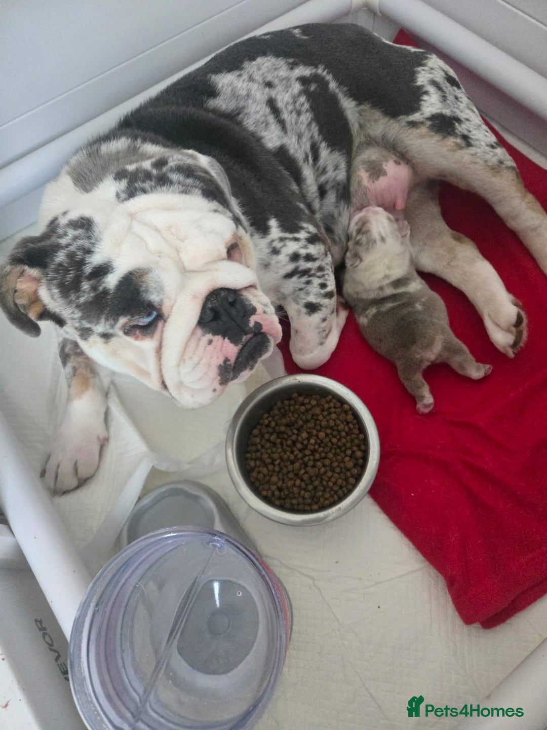 English Bulldog dogs for sale: Beautiful lilac merle female - Advert 8