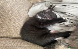 Mixed Breed cats for sale: 7 beautiful kittens - Image 15