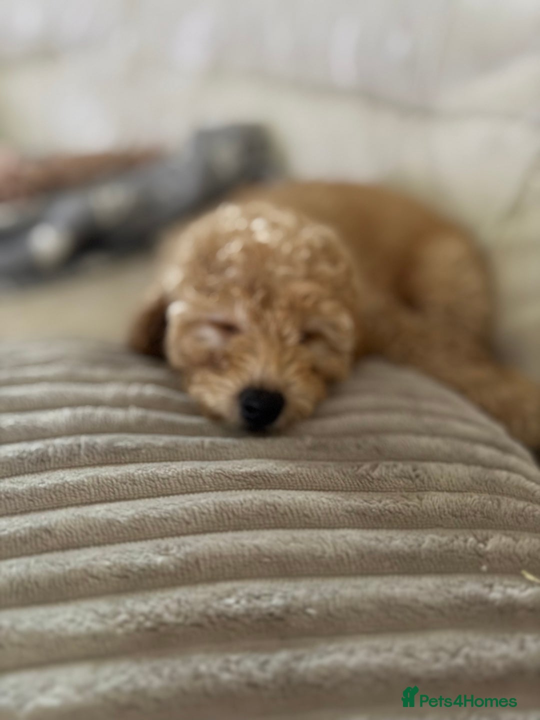 Cavapoo dogs for sale: 1 F2 Cavapoo Puppy Available–Ready for Loving Home - Image 2