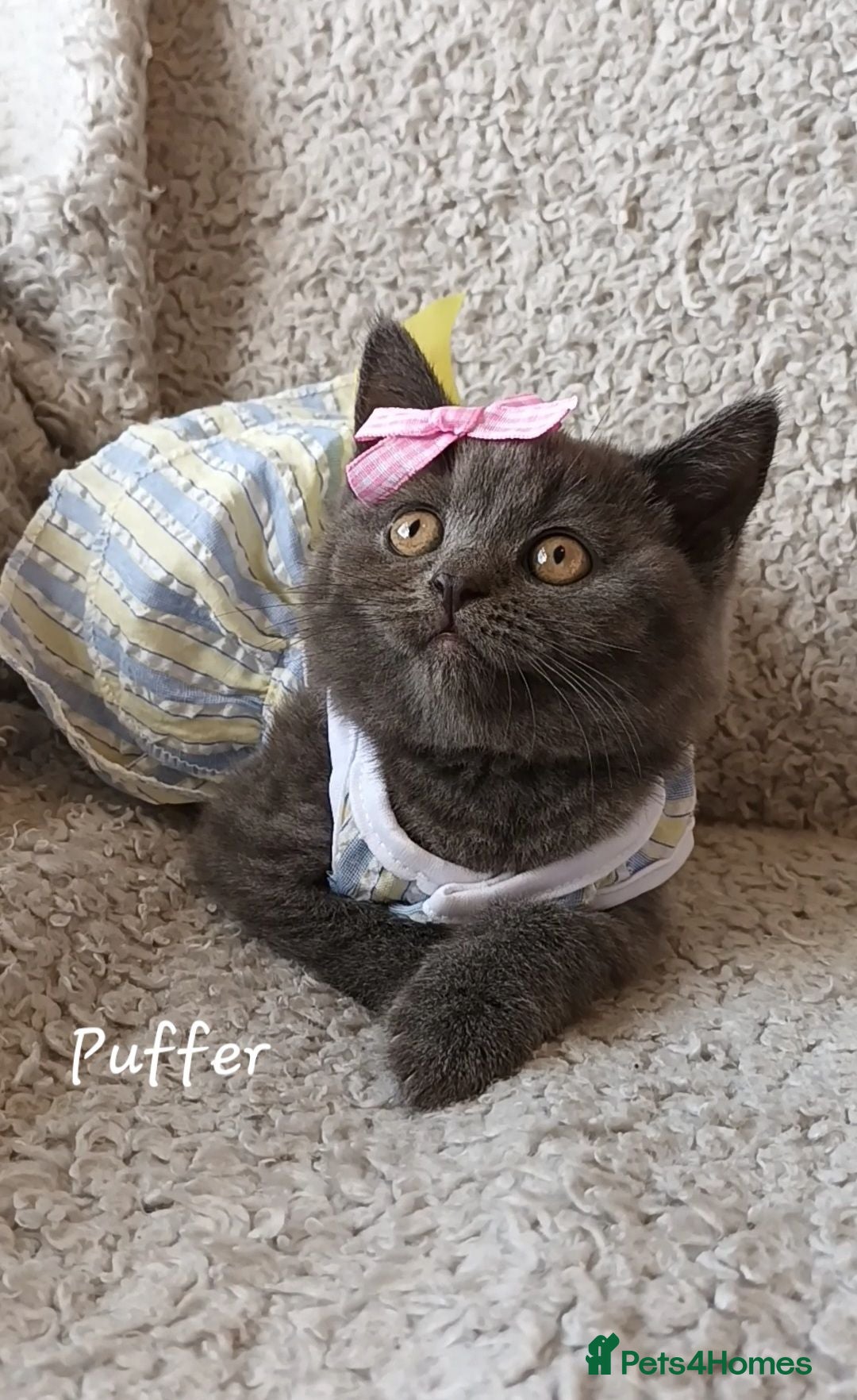 British Shorthair cats Pure British Shorthair  - Advert 5
