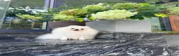 Pomeranian dogs for sale: SUPER TINY WHITE POMERANIAN BOY - Advert 12