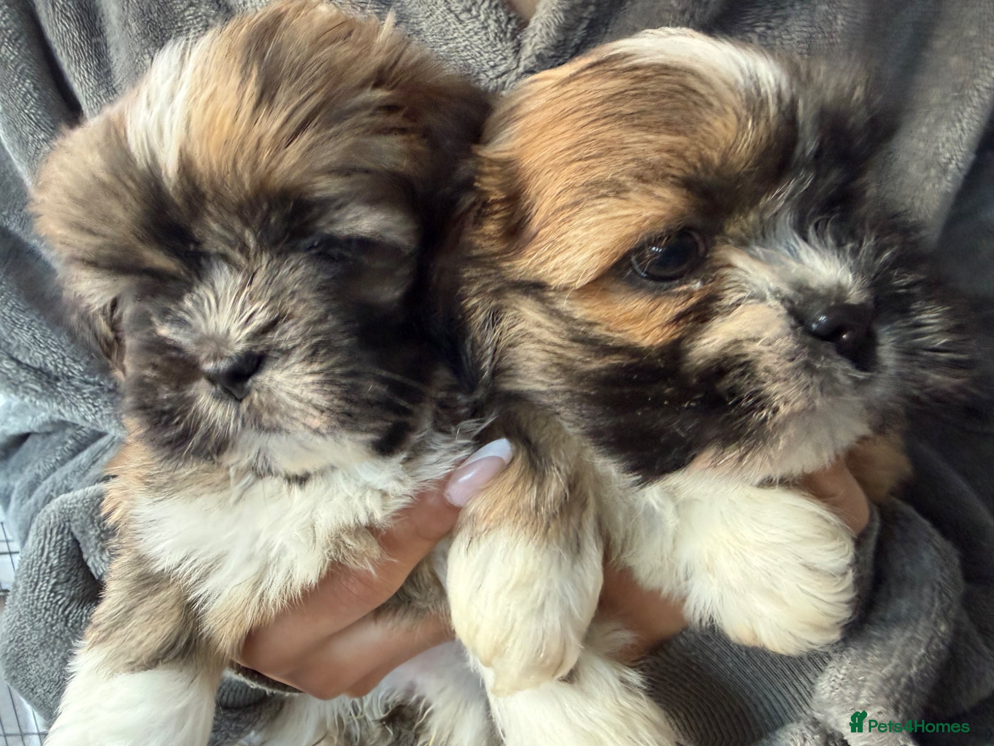 Lhasa Apso dogs Only two girls left  - Advert 11