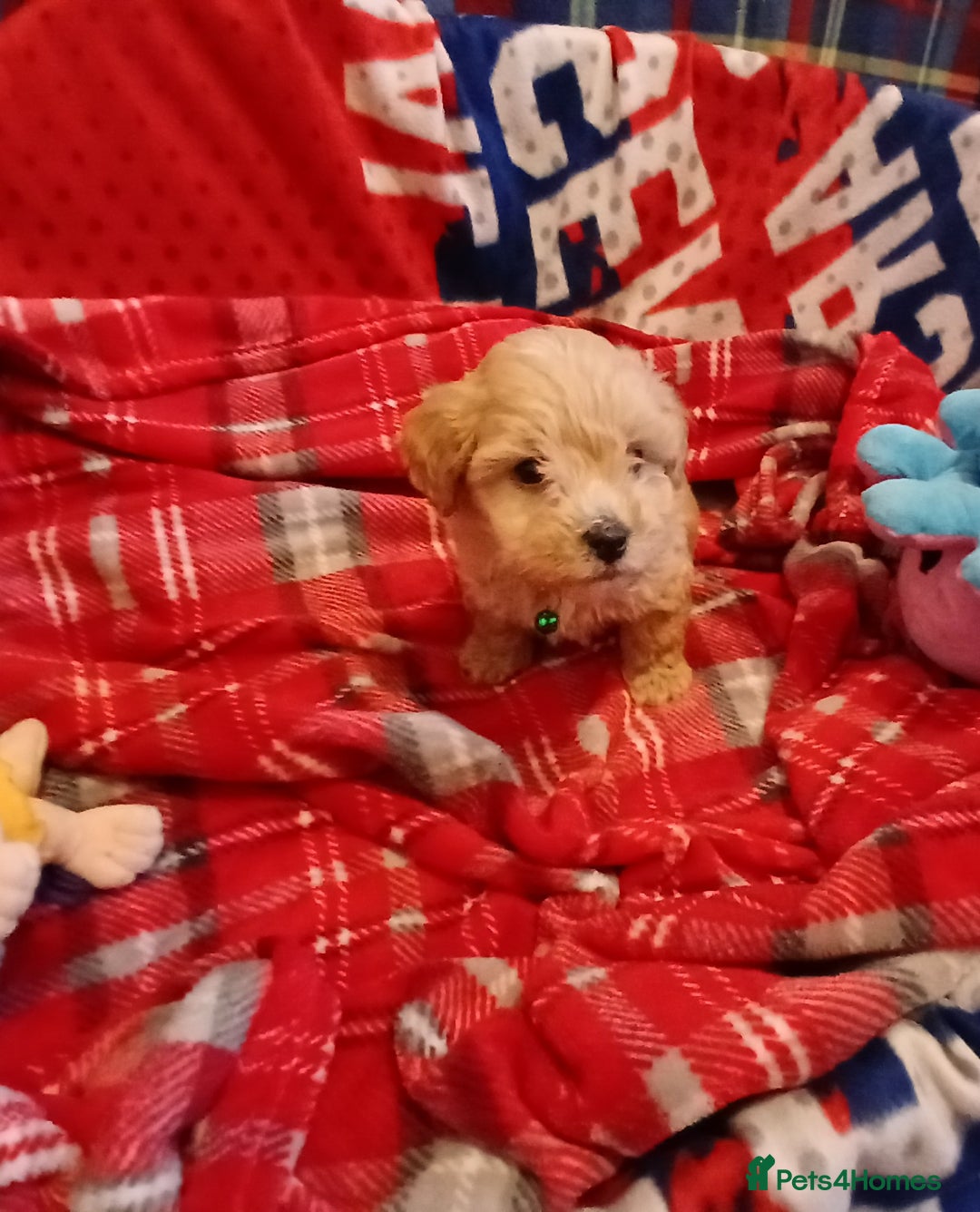 Maltipoo dogs for sale: Maltipoo puppies - Advert 4