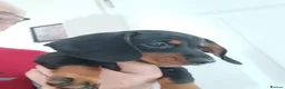 Miniature Dachshund dogs for sale: Adorable Miniature Dachshund Puppies 1 boy 1 girl  - Advert 8