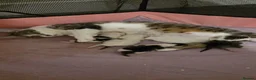 Mixed Breed cats for sale: Kitten for sale  in London - Advert 1