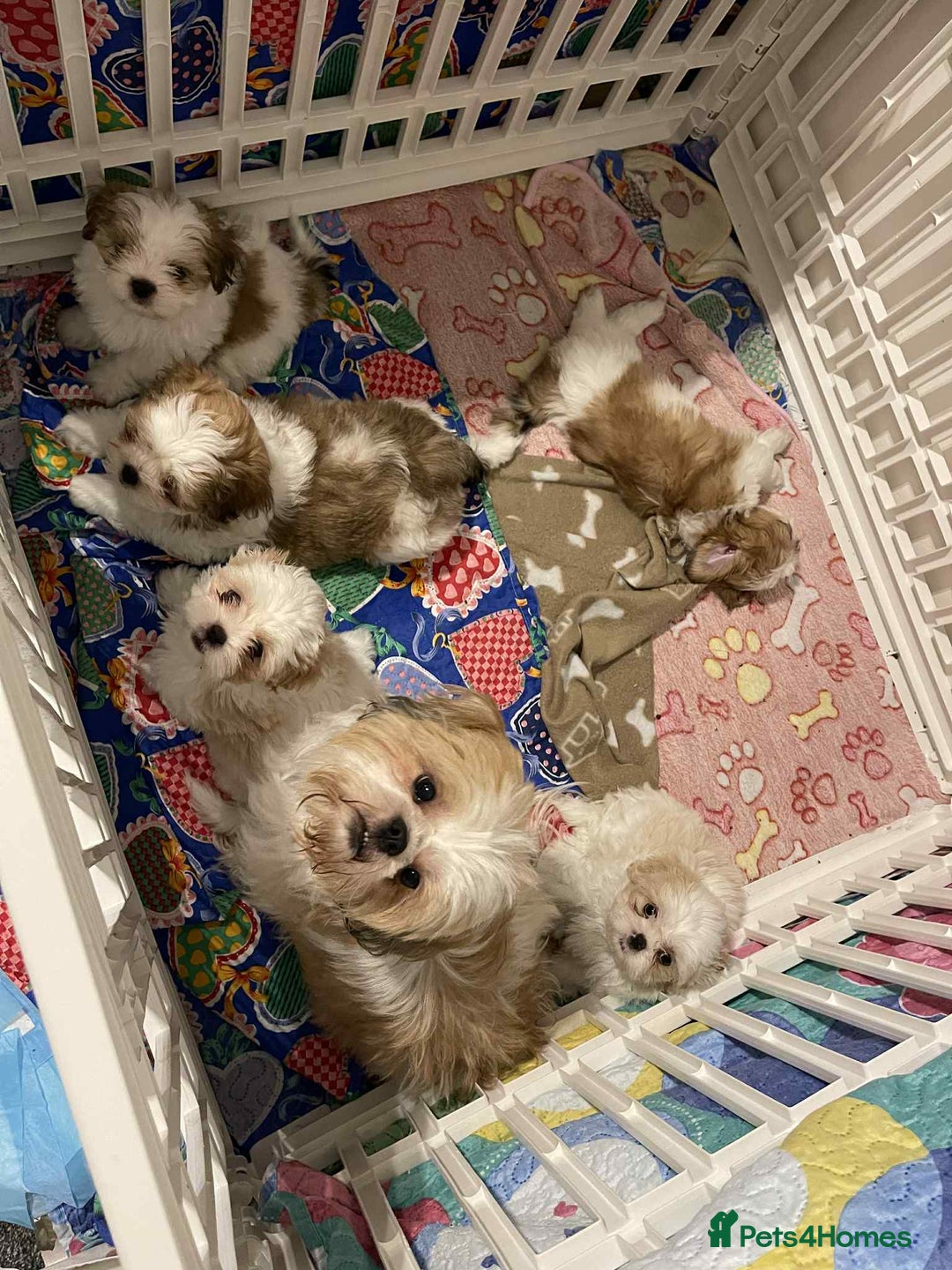 Shih Tzu dogs for sale: Five Adorable Puppies Looking for Loving Families - Image 5