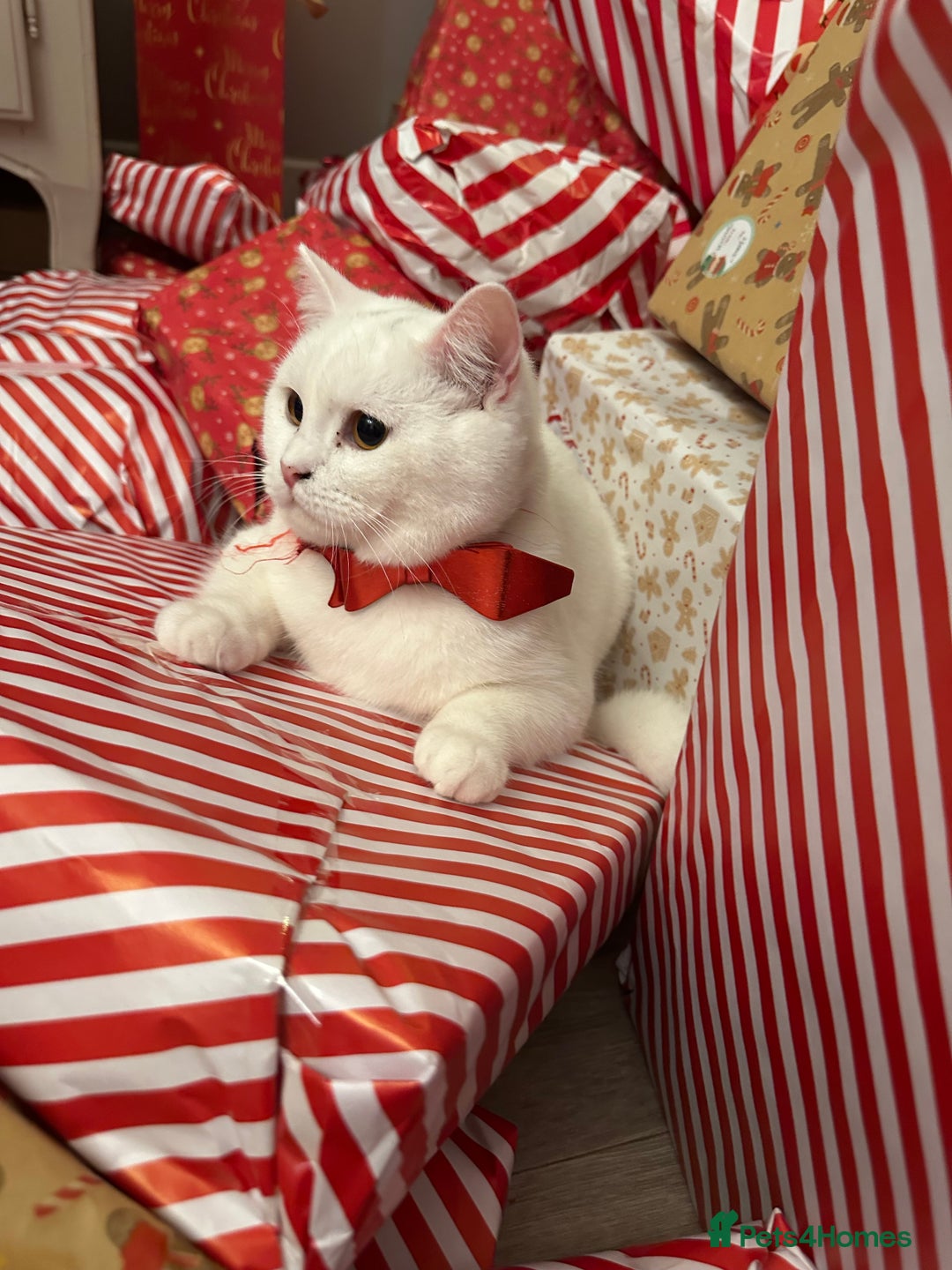 British Shorthair cats for sale: Ella 🩷 needing a new loving home  - Image 6