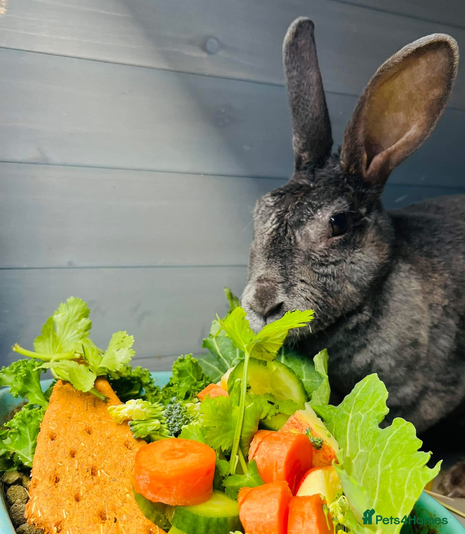 Rex rabbits Female Rex Bunny - Advert 5