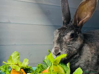 Rex rabbits Female Rex Bunny - Advert 2