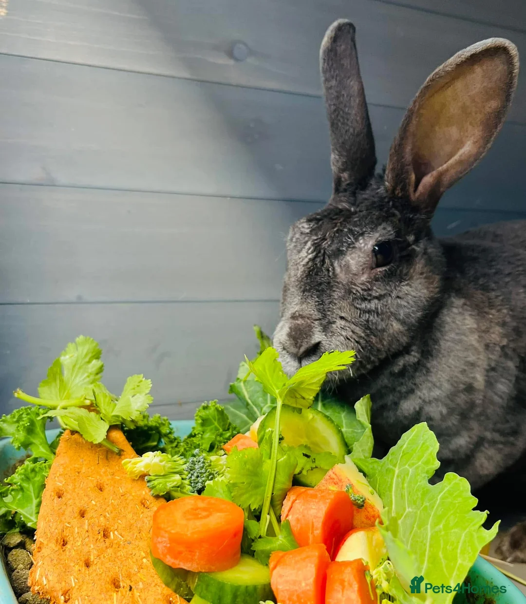 Rex rabbits for sale: Female Rex Bunny - Advert 1