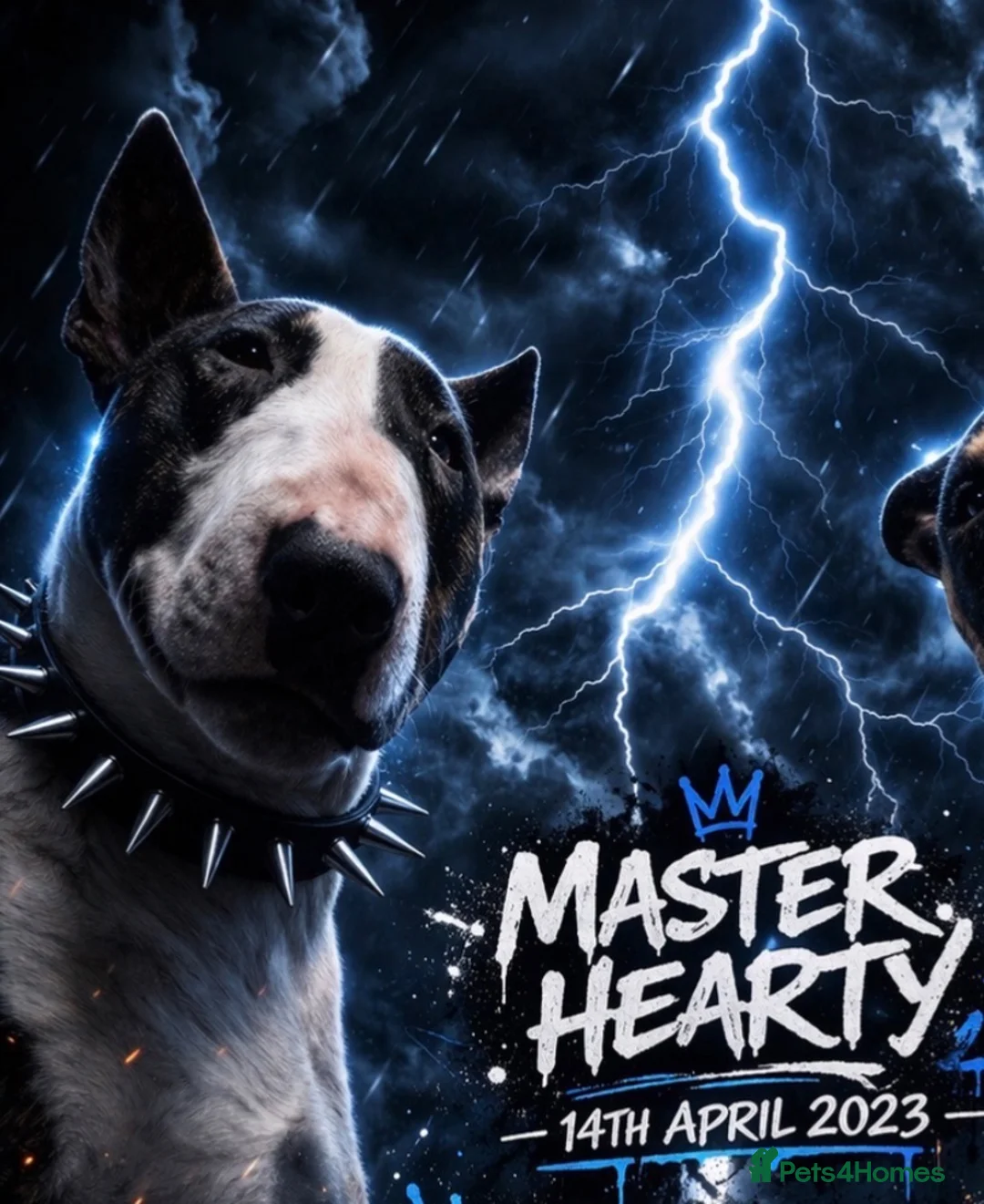 English Bull Terrier dogs for stud: Handsome English bull terrier CRUFTS QUALIFIER - Advert 1