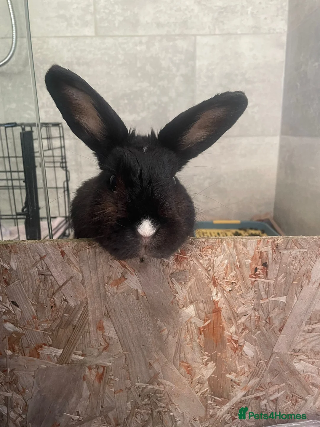 Mixed Breed rabbits for sale: Female rabbit in Mansfield - Advert 1