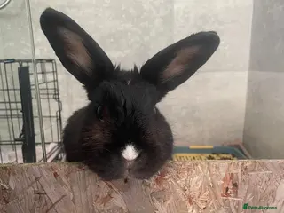 Mixed Breed rabbits Female rabbit - Advert 1