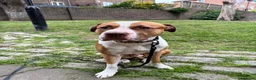Mixed Breed dogs for sale: Cosmo - mixed breed - Advert 4