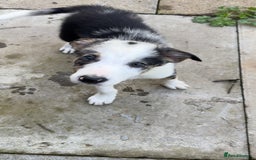 Border Collie dogs for sale: Beautiful blue Merle boy - Image 3