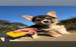 Welsh Corgi Pembroke dogs for sale: Champion Bloodline KC reg puppies - Image 8