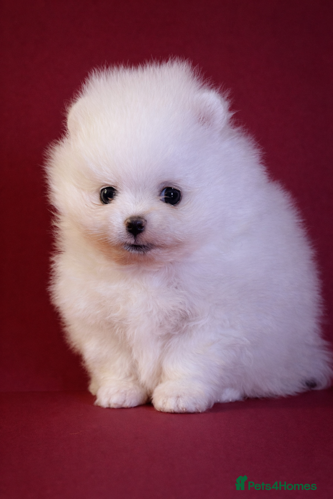 Pomeranian dogs for sale: KC Registered, Teddy bear face , tiny Pomeranians  - Advert 4