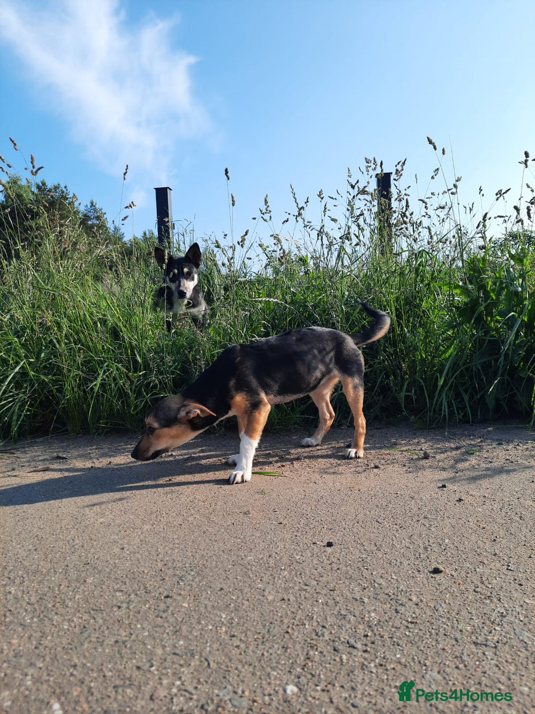Mixed Breed dogs for adoption: 💖🐶 ADELE 🐶💖 - Image 14