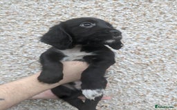 Cocker Spaniel dogs for sale: Only 3 beautiful kc working cocker spaniels left  - Advert 12