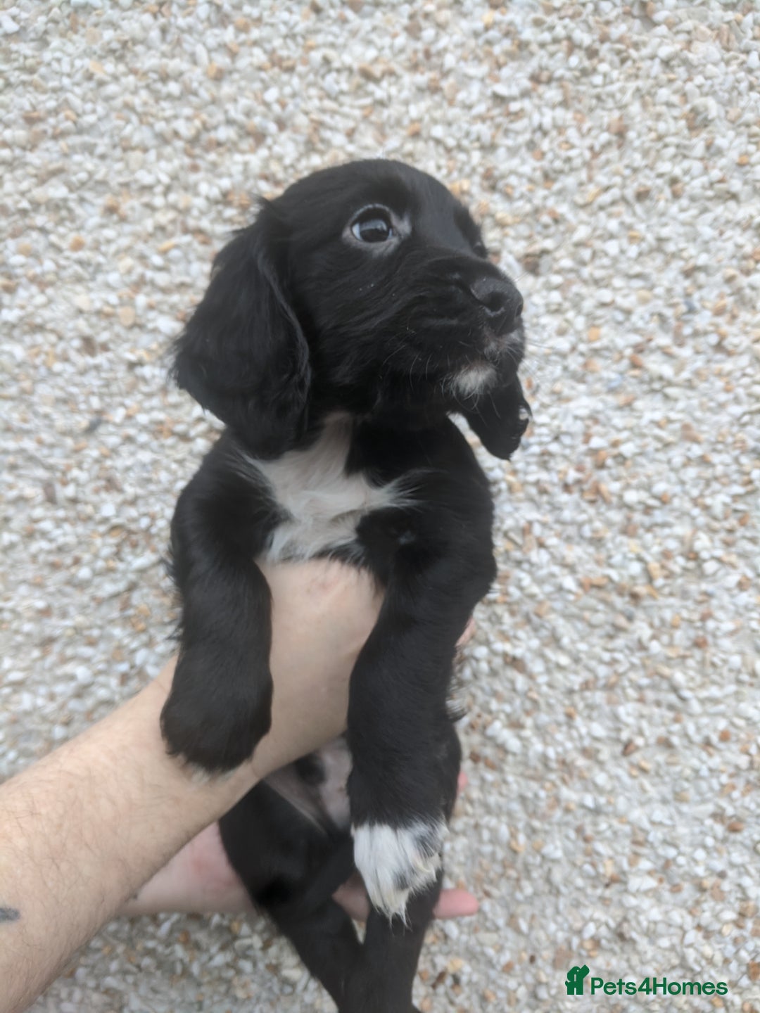 Cocker Spaniel dogs for sale: Only 3 beautiful kc working cocker spaniels left  - Advert 12