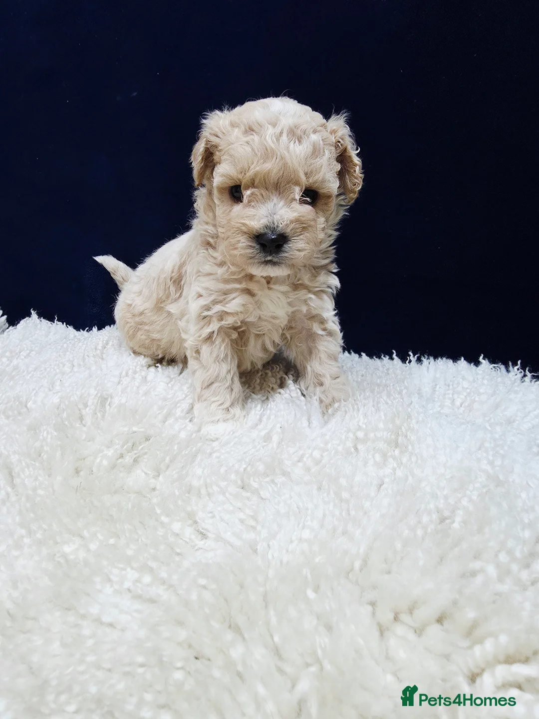 Maltipoo dogs for sale: F1B Maltipoo Puppies, Toy Size, Hypoallergenic, - Advert 11