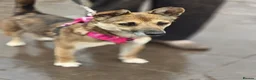 Mixed Breed dogs for adoption: ❤️🐶 ZLATA – GENTLE, THOUGHTFUL in Burton-on-Trent - Advert 3